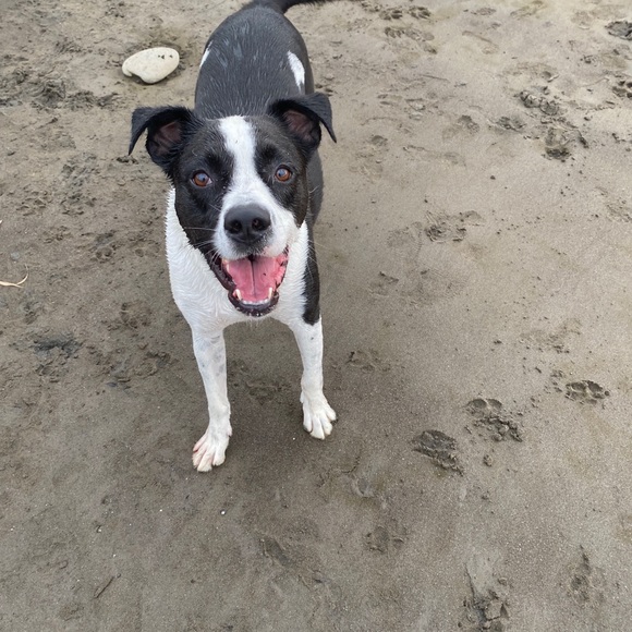 Meet your Posher, Remy - Picture 3 of 7